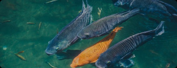 Tonghai Imperial Aquatic Products