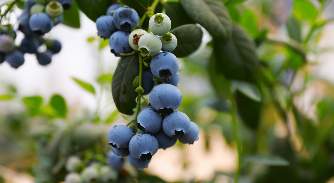 AQUATIC FROZEN PRODUCTS