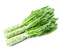 Fresh Long Leaf Stem Lettuce