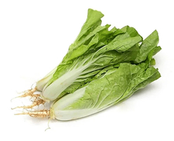 Fresh Chinese Cabbage