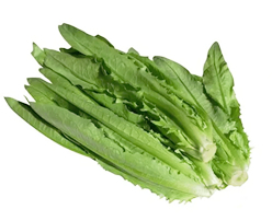 Fresh Long Leaf Lettuce