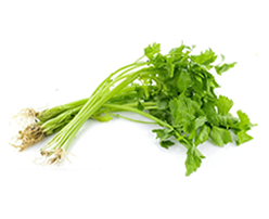 Fresh Celery