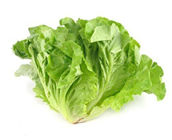 Fresh Green Coral Lettuce