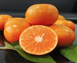 Wogan Mandarin