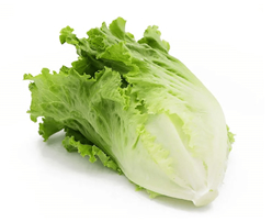 Fresh Romaine Lettuce