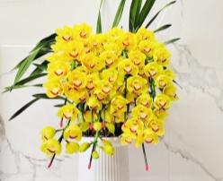Cymbidium