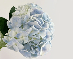 Hydrangea