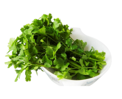 Fresh Coriander